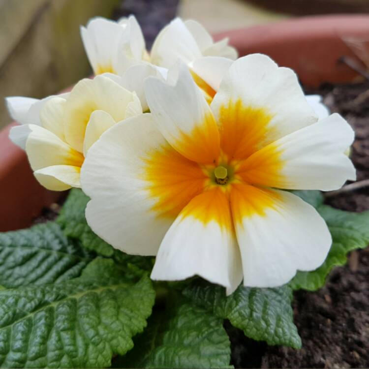 Plant image Primula 'Cottage Cream'