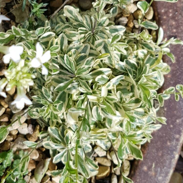 plant image 324785