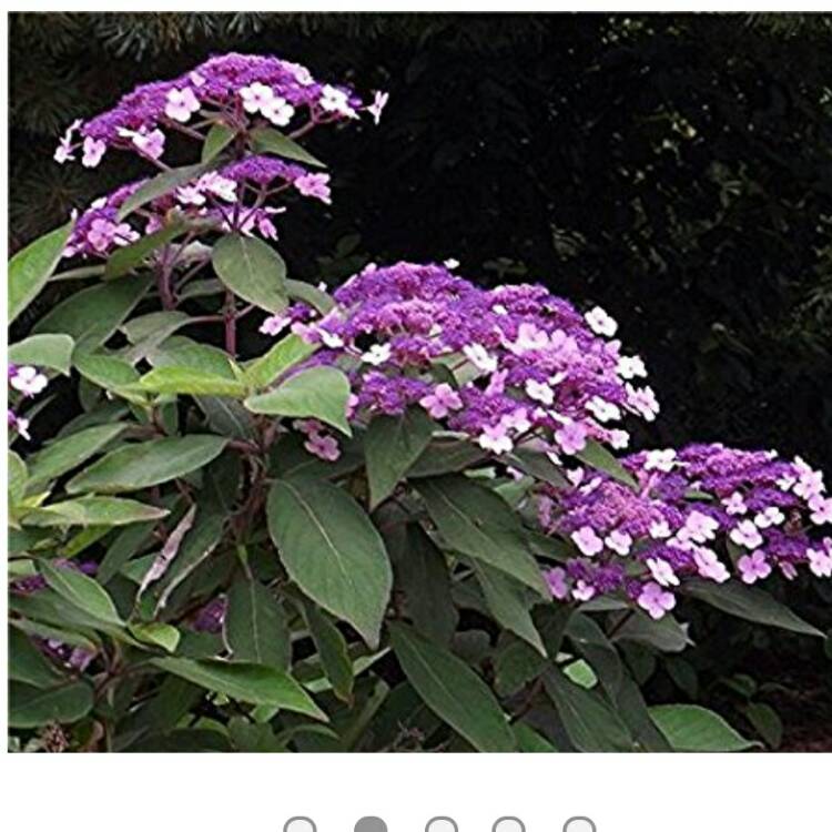 plant image 331677