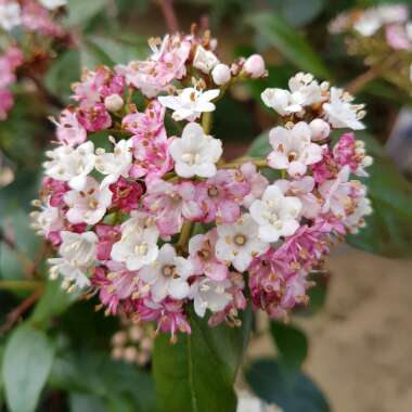 Viburnum tinus 'Macrophyllum'