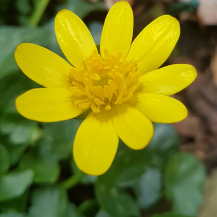 Plant image Ficaria verna
