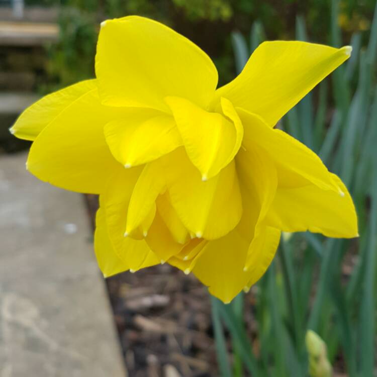 Plant image Narcissus 'Golden Ducat'