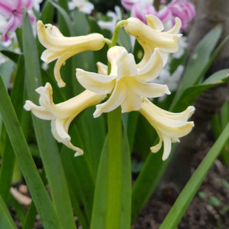 Plant image Hyacinthus orientalis 'Gypsy Princess'