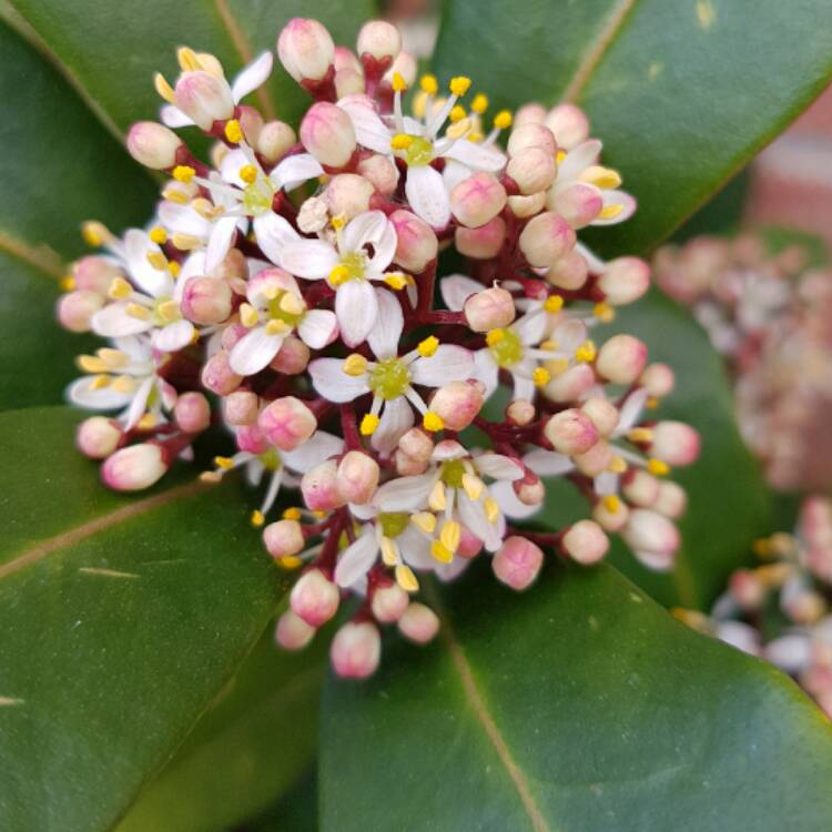 Plant image Skimmia japonica 'Rubella'