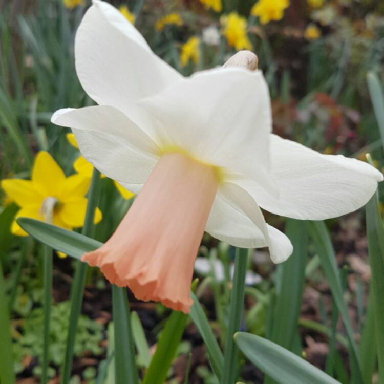 plant image 337282 plant image 337282