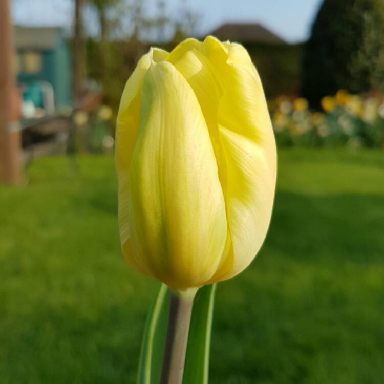 plant image 342619