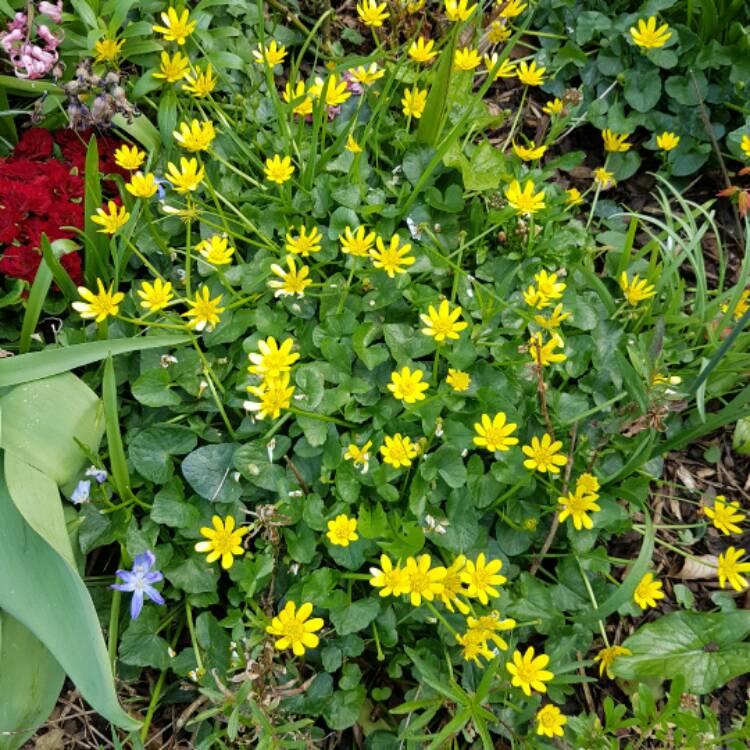 plant image 353278