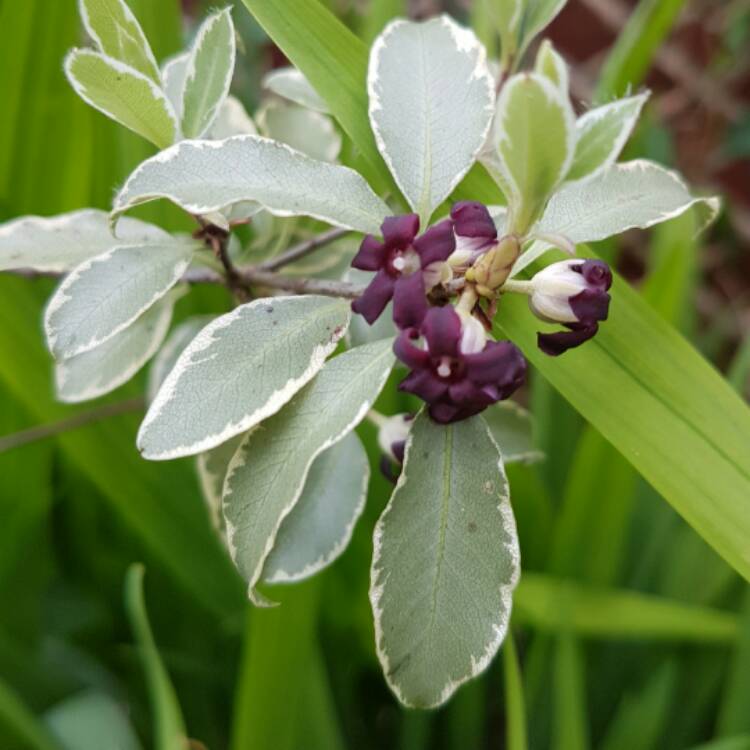 plant image 361013