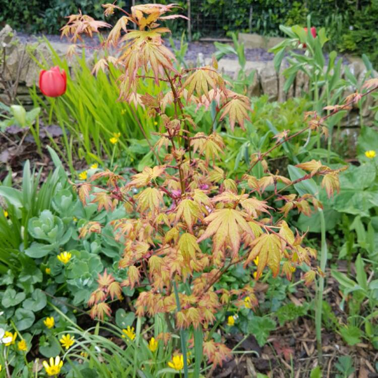 plant image 361108 plant image 361108