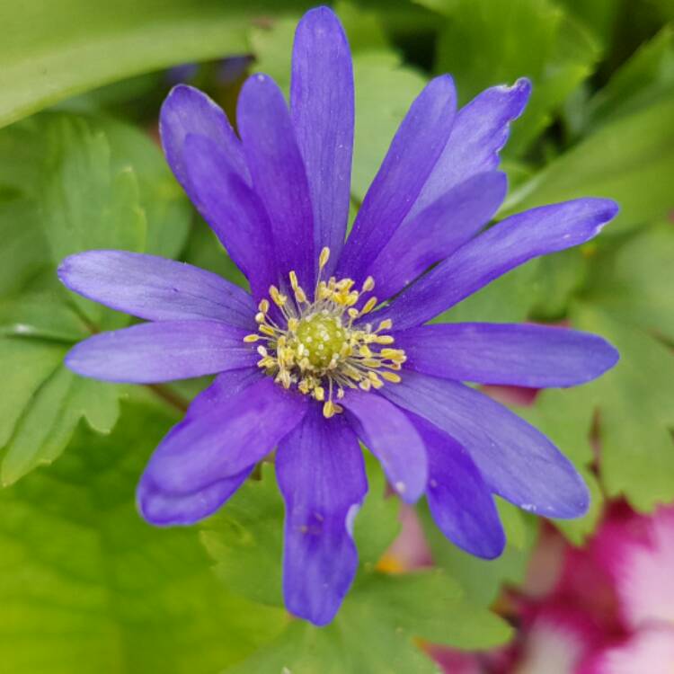 Plant image Anemone blanda 'Blue Shades'