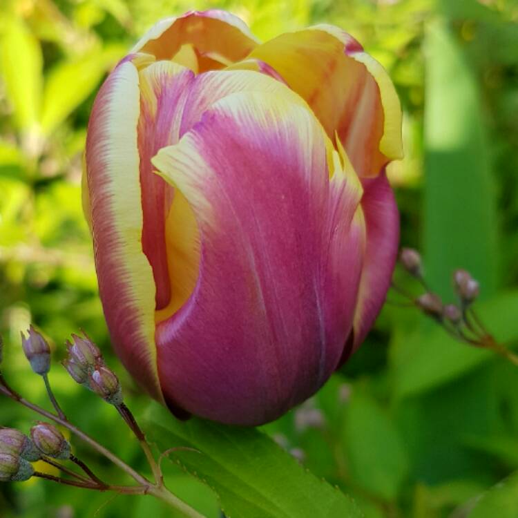 plant image 368422