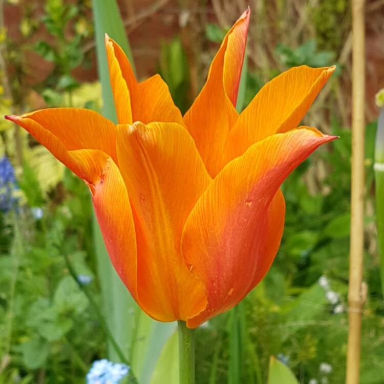 plant image 369341