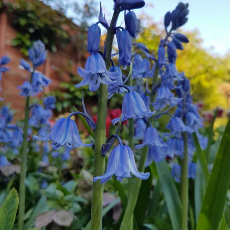 Plant image Hyacinthoides hispanica 'Danube'