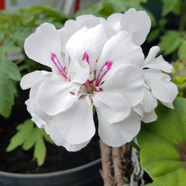 Plant image Pelargonium 'Toscana Sunflair Eva' (Toscana Sunflair Series)