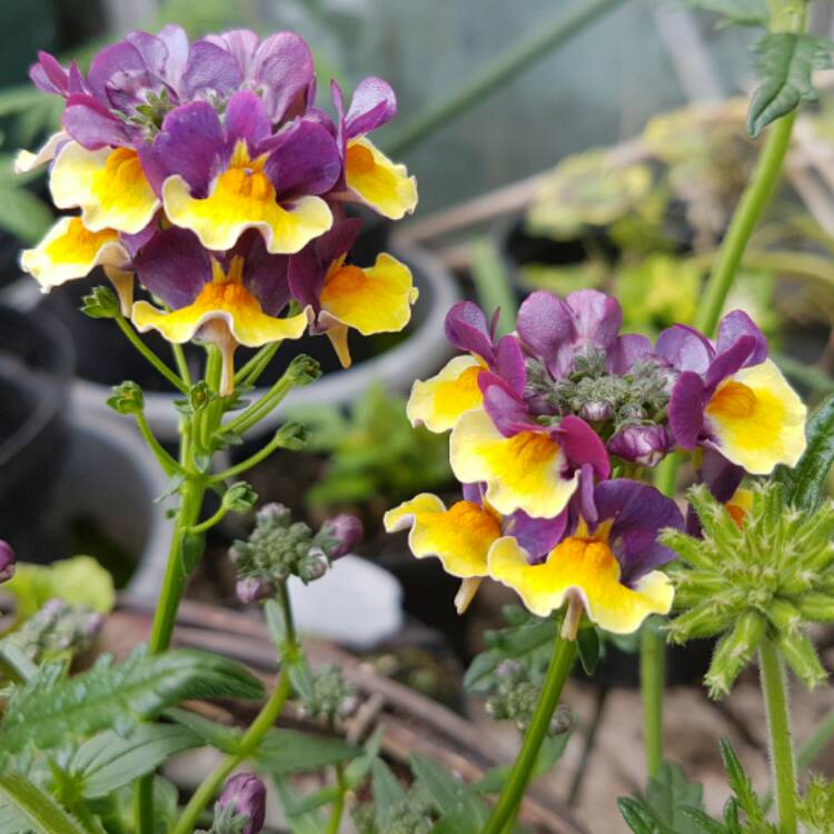 Plant image Nemesia aroma 'Rhubarb And Custard'
