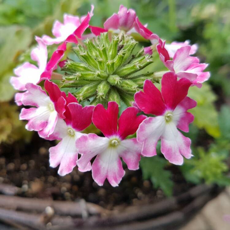 Plant image Verbena 'Twister Red'