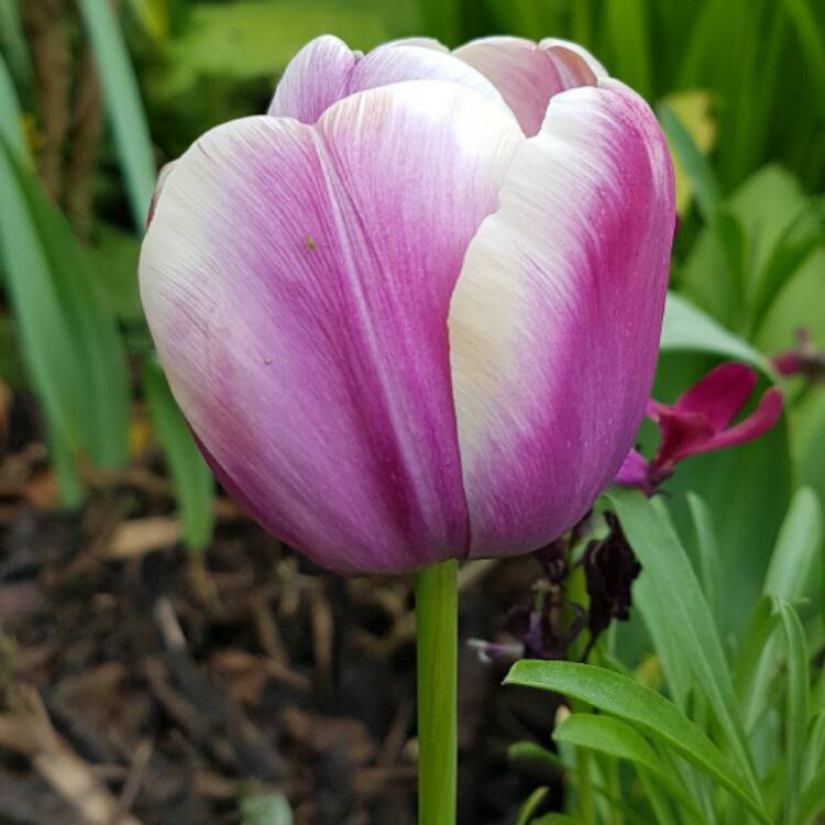 plant image 385799
