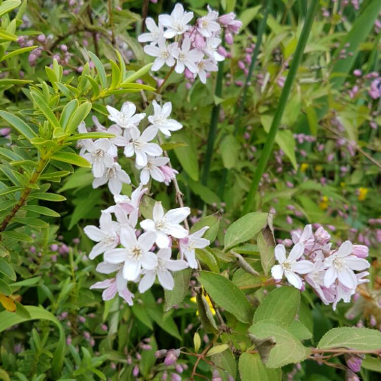 Plant image Deutzia x rosea