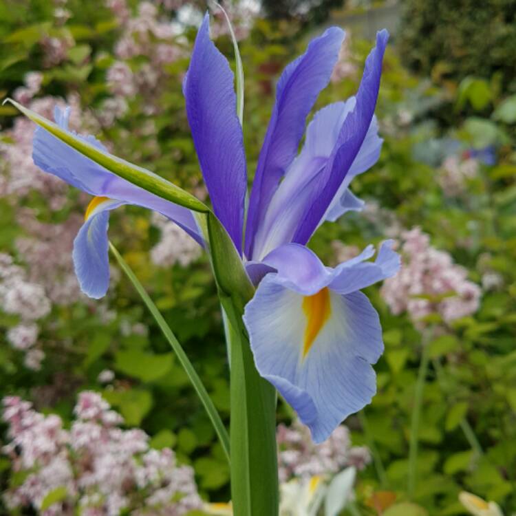 Plant image Iris x hollandica 'Pioneer'