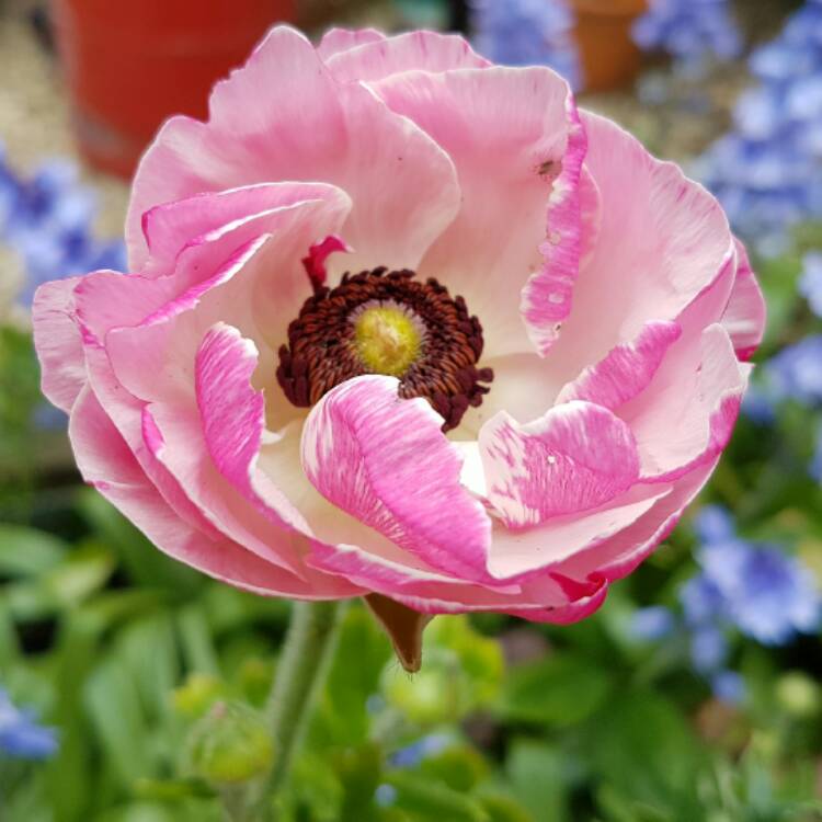 plant image 389366