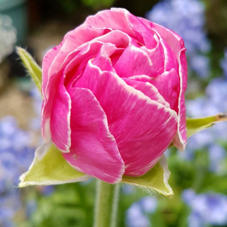 plant image 389388