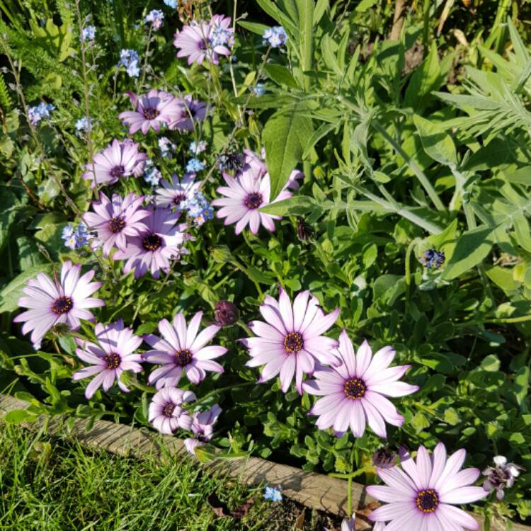 Plant image Osteospermum Ecklonis 'Akila White Purple Eye'