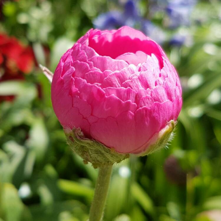 plant image 395163