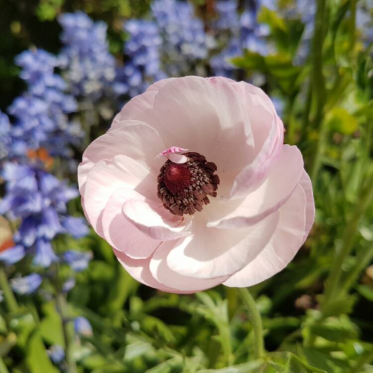 plant image 395164