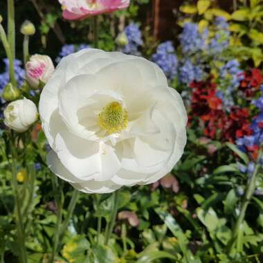 Ranunculus asiaticus