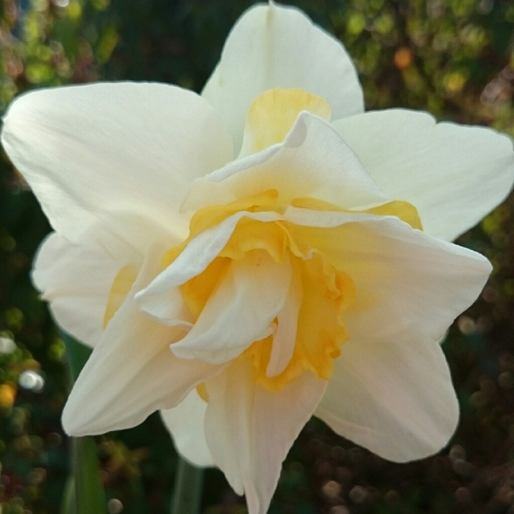 plant image 40579