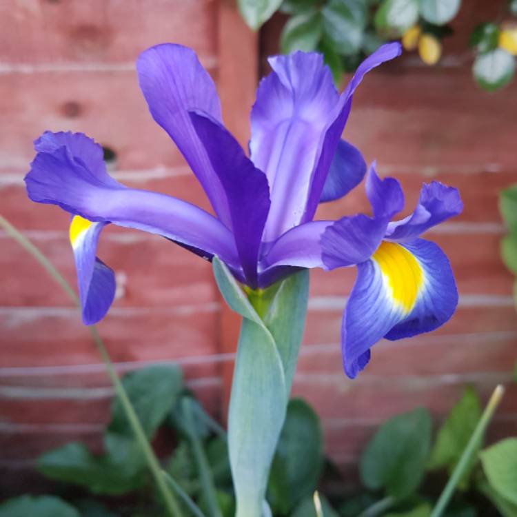 Plant image Iris x hollandica 'Sapphire Beauty'