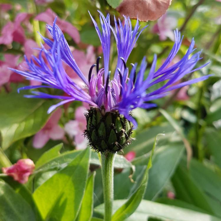 Plant image Centaurea montana 'Parham'