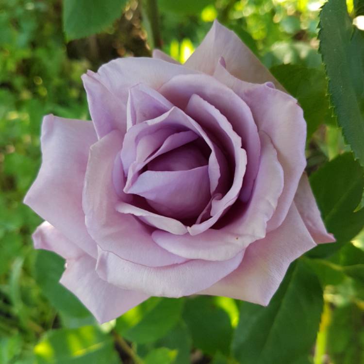 plant image 415806