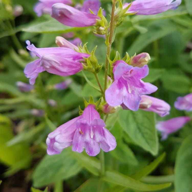 Plant image Penstemon 'Heavenly Blue'