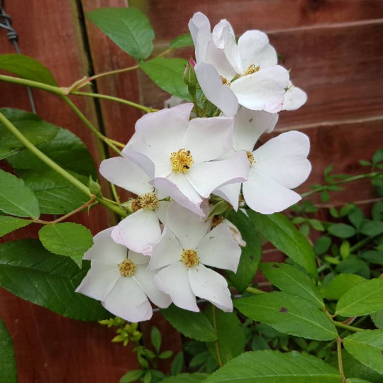 plant image 441142