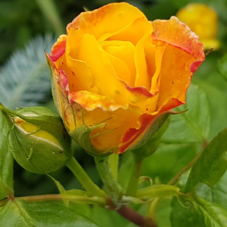 Plant image Rosa 'Chinatown'