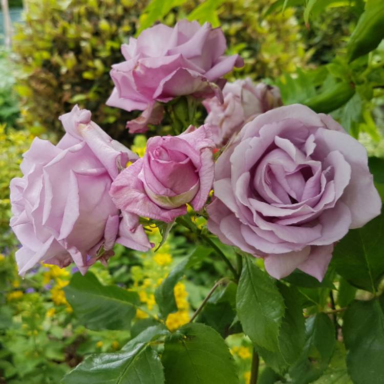 plant image 445516