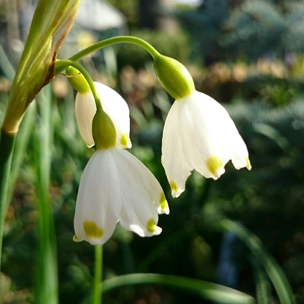 plant image 44954 plant image 44954