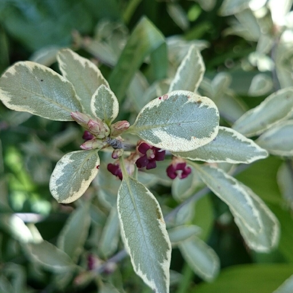 plant image 45006