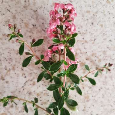 Escallonia 'Apple Blossom'