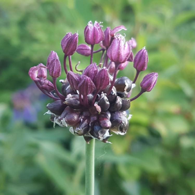 plant image 452939