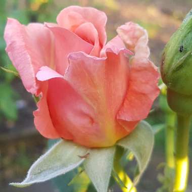 Rosa 'Fragrant Delight'