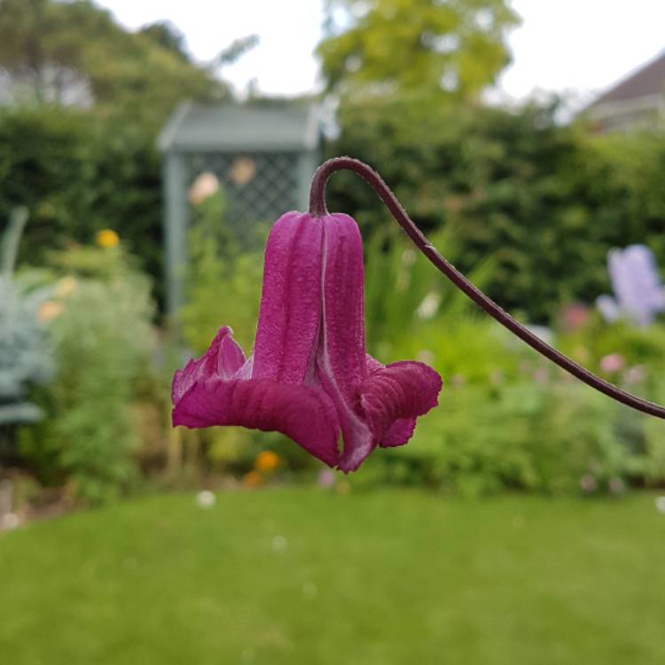 plant image 459124