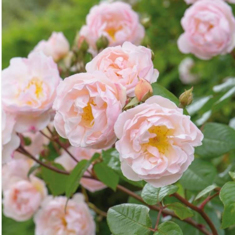 Plant image Rosa 'Ausherbert' syn. Rosa 'The Lady of the Lake'