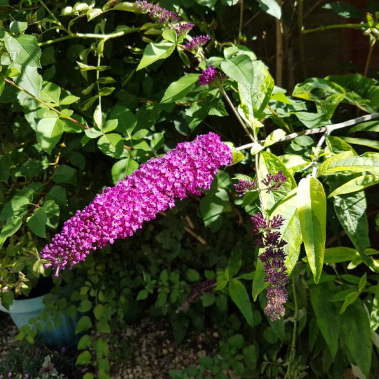 plant image 477180 plant image 477180