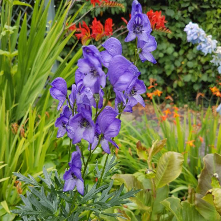 Plant image Aconitum napellus