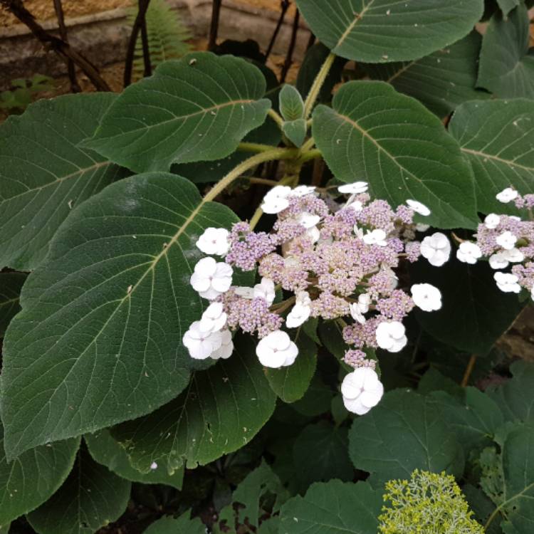 plant image 481612