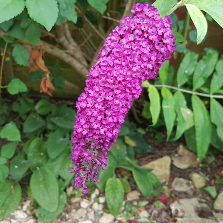 plant image 482015 plant image 482015