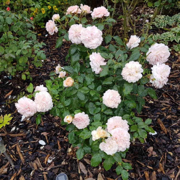plant image 482872 plant image 482872