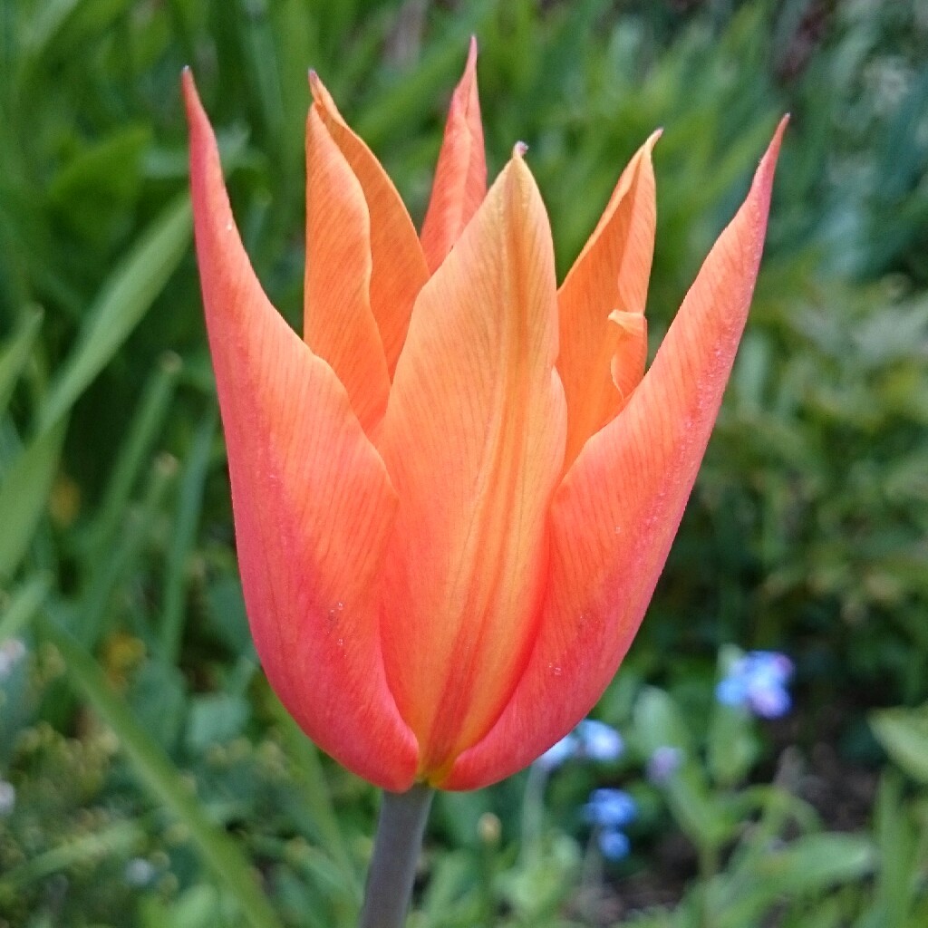 plant image 49646